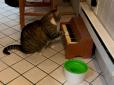 Кіт грає на піаніно кожен раз, коли хоче їсти - і це чудова альтернатива нявканню (відео)
