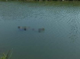 В Ужгороді виявили тіло чоловіка в каналі - видовище нажахало багатьох (фото)