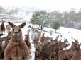 Погода шаленіє, вражені не тільки кенгуру:  Австралію раптово засипало снігом (фото)
