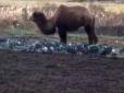Харківські зайці настільки суворі..: Мережу повеселив верблюд, що розоряє городи (відео)