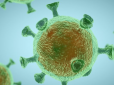 Хіти тижня. Вчені виявили новий коронавірус в Азії, який проливає світло на появу COVID-19