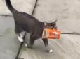 Подбай про себе сам: Кіт, який приніс додому вкрадений пакет з кормом, розвеселив мережу (відео)