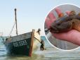 В Азові зникає риба: Що трапилось