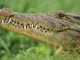 У ПАР сталася масова втеча ... крокодилів з ферми (відео)