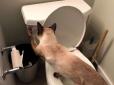 Кай, не змивай! Кіт, який навчився користуватися зливом в унітазі, став зіркою мережі (відео)