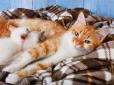 Моторошна розправа: На Харківщині пенсіонер живцем замурував кішку з кошенятами (фото 16+)