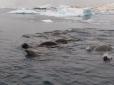 Наша Антарктика: Тюлені-крабоїди радо позували на камеру українським полярникам (відео)