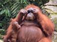 Чарівна модниця: Самка орангутана в зоопарку знайшла окуляри і одягла їх, але не з першої спроби (відео)