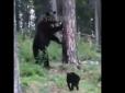 Дав гідну відсіч: Домашній кіт Вася відігнав дикого ведмедя від табора господарів (відео)