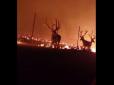 Між вогнем і парканом з колючого дроту: Стадо оленів чудом врятувалося з вогняної пастки (відео)