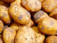 Фермери розвіяли паніку з приводу дефіциту картоплі в Україні: Якими будуть ціни