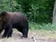 Повернення у рідні пенати через сотню років: У лісах Чорнобиля все частіше помічають ведмедів