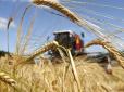 Рекордний врожай України при рекордних цінах у світі: Експорт цьогорічного зерна може принести нашій державі $6 000 000