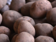 Люди ошелешені новиною: На Волині у врожаю картоплі виявили рак, у регіоні ввели карантин