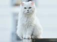 Хіти тижня. Однозначно не перси зі сфінксами: Вчені назвали найкрасивіші породи котів (фото)