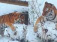 Вивчаємо звички господаря нового року: Як амурський тигр грає в снігу, кумедне відео із найбільшою кішкою світу