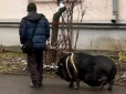 Міледі Маргоша: Легендарну київську свинку знову вигулювали на повідку - мережа у захваті (відео)