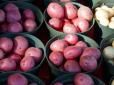 Ідеальна для зберігання: В Україні створили новий високоврожайний сорт картоплі 