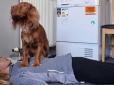 Спочатку перевіряє, чи є дихання: Собака навчився робити серцево-легеневу реанімацію (відео)