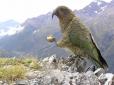Поки милувалися красенем: Папуга-клептоман, який спритно вкрав у туристів камеру, швидко став популярним у мережі (відео)