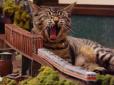 Граються на очах гостей із іграшковою залізницею: Як безпритульні котики врятували кафе від закриття (фото, відео)