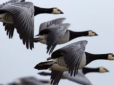 На Херсонщині ворожий винищувач розбився через диких гусей, у мережі з'явилися подробиці