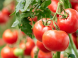 Огородникам на замітку! Як виростити гарний врожай помідорів - насіння, розсада, пікірування і полив