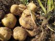 Городникам на замітку: Як отримати рекордний урожай картоплі і які сорти точно вас не розчарують - поради фахівців