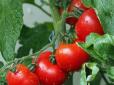 Огродникам на замітку: Що робити, якщо розсада томатів переросла - є два варіанти