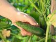 Огородникам на замітку: Як правильно поливати огірки, щоб вони добре росли й не гірчили