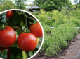 Городникам на замітку: Як посадити помідори унікальним німецьким способом - урожай буде небувалим
