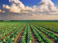 Городникам на замітку: Як правильно садити капусту і коли в травні 2022