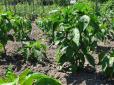 Лайфхак для огородників: Полийте цим огірки, перець та томати у холодну погоду - і врожай буде просто величезним (відео)