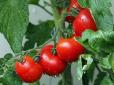 Огородникам на замітку! Тільки без фанатизму: Чому потрібно видаляти нижнє листя у томатів