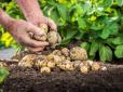 Багатий врожай картоплі без лазуриту та інших гербіцидів: Що обов'язково потрібно зробити на дачі у червні (відео)