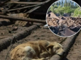 На Донбасі бідолаха-пес чекає господарів біля будинку, зруйнованого російськими окупантами (відео)
