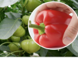 Як прискорити дозрівання болгарського перцю та отримати шикарний урожай: Простий і ефективний спосіб