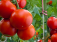 Городникам на замітку! Чому тріскаються помідори при дозріванні - причини і способи вирішення