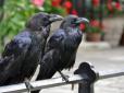 Заявили, що птахи - найбільша проблема міста: Окупанти 