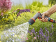 А ви це знали? Чому поливання городніх рослин теплою водою може значно знизити їхню врожайність
