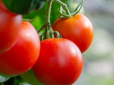 А ви це знали? Дієтологи назвали 5 несподіваних наслідків вживання помідорів