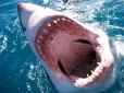 Другою жертвою стала румунка: З'явились моторошні подробиці смертельних нападів акули в Єгипті