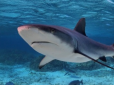 Загинули дві туристки: Експерти розповіли про причини нападу акул на людей у Єгипті