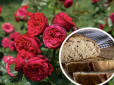 Старий хліб краще не викидати - як приготувати добриво, щоб троянди пишно цвіли