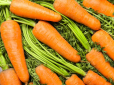 Якщо морква росте червива: ТОП-6 способів врятувати урожай