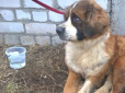 Два місяці лежав із переламаним хребтом: У Харкові помер пес, якого кинули господарі (відео)