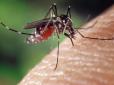 Комари не підлетять ближче, ніж на три метри: Як зробити розчин, що захищає від кровососів (відео)