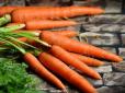 Цибуля - найкращий друг: Що можна і що небажано садити на ділянці поряд із морквою