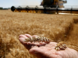 Розкрито деталі стамбульського договору про вивезення українського зерна
