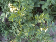 Лайфхак для городників: Як захистити картоплю та помідори від колорадського жука